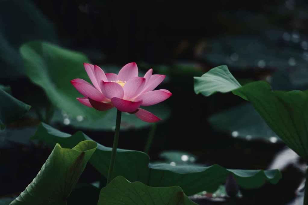 close up photo of lotus flower