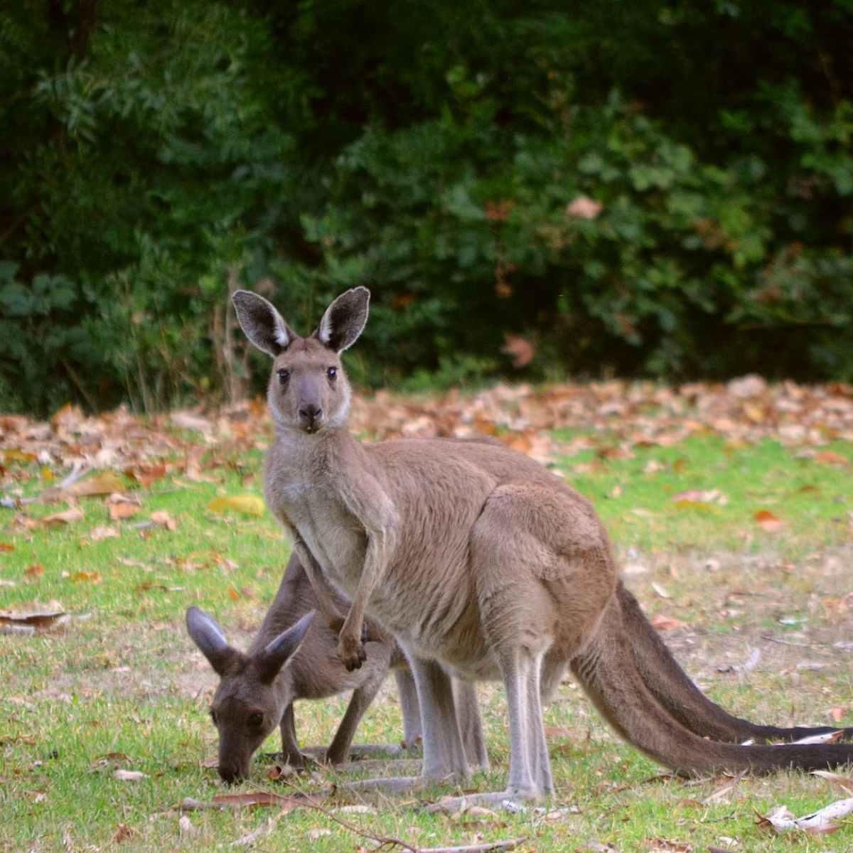 A Drive of Terror Down&nbsp;Under